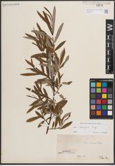 Foto von Salix eleagnos Scop.